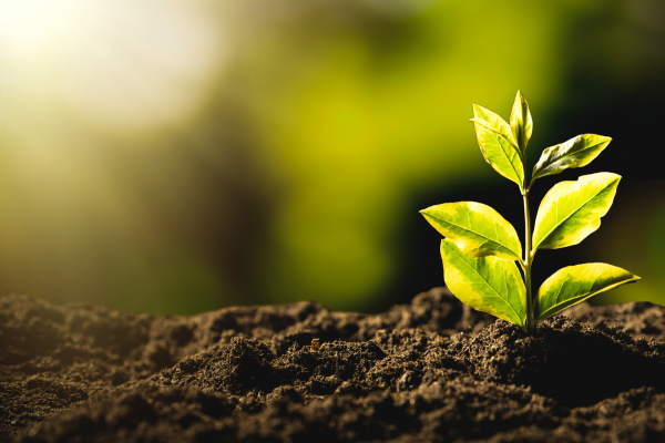 produtos de limpeza sustentáveis